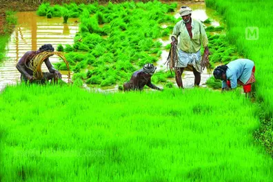 Tussle between departments puts formation of Kerala Agro Business Company in limbo