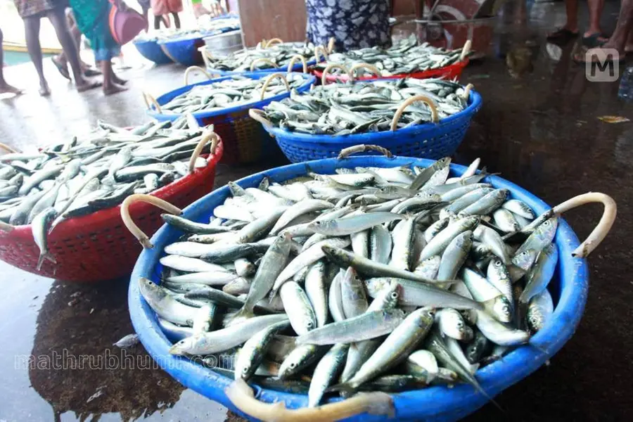 Marine scientists unearth genome secrets of Indian oil sardine