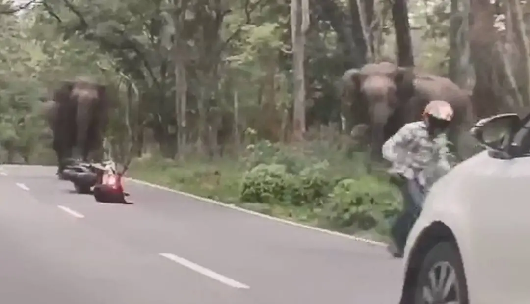 Image | Video/Screengrab