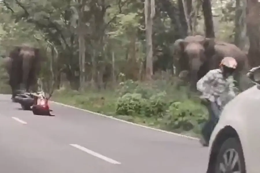 Watch: Motorcyclists narrowly escape wild elephant attack in Wayanad, video goes viral