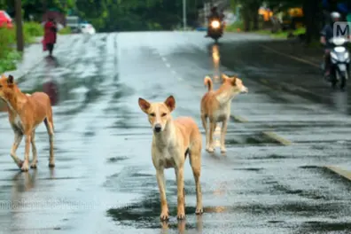 Cochin civic officials spending lavishly on sterilization of stray dogs