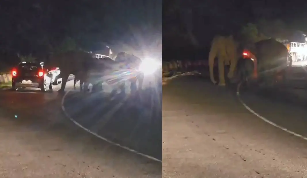Elephants seen roaming around in Nadukani Churam