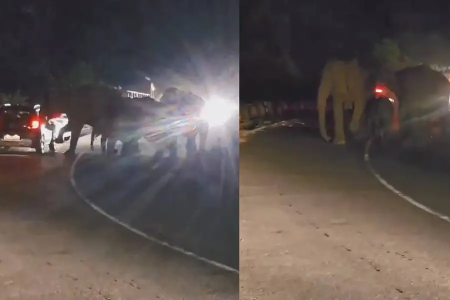 Herd of wild elephants spotted at Nadukani Churam; one seen charging towards a car | WATCH VIDEO