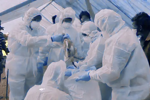WHO confirms human case of bird flu in India | Mathrubhumi English
