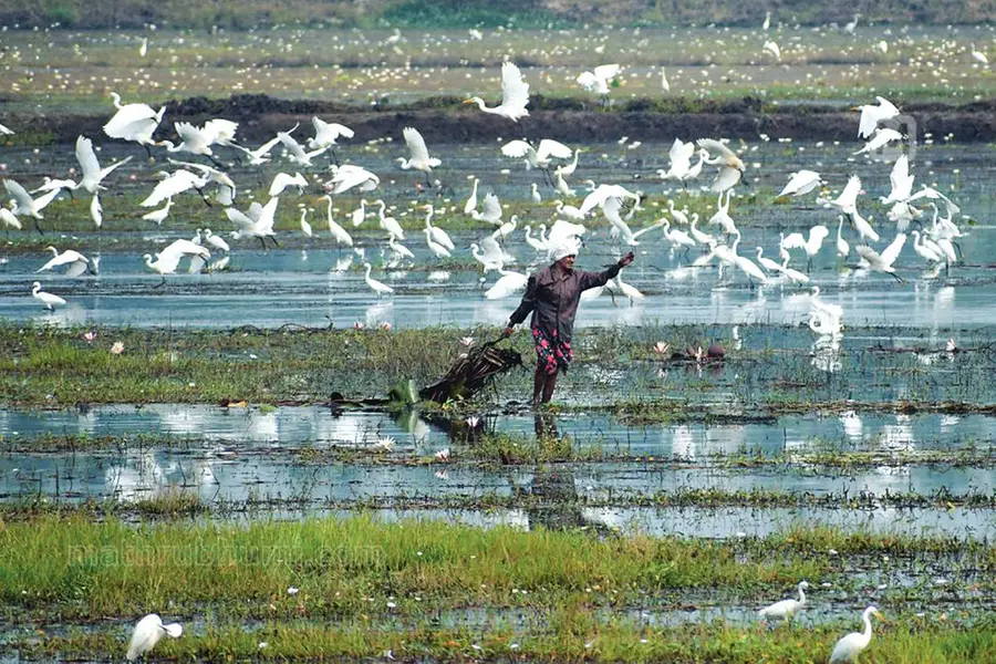 20,000 acres of natural beauty: Authorities ignore tourism potential of Kole wetlands