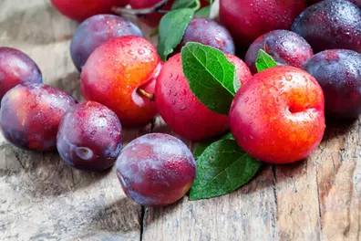 Plum harvest flourishes in Kanthalloor; Apple season fades