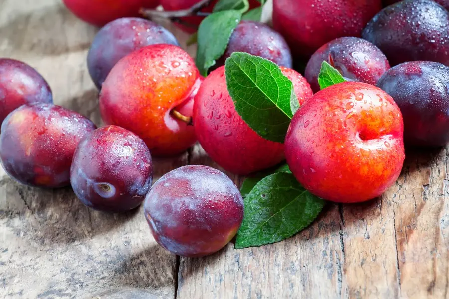 Plum harvest flourishes in Kanthalloor; Apple season fades