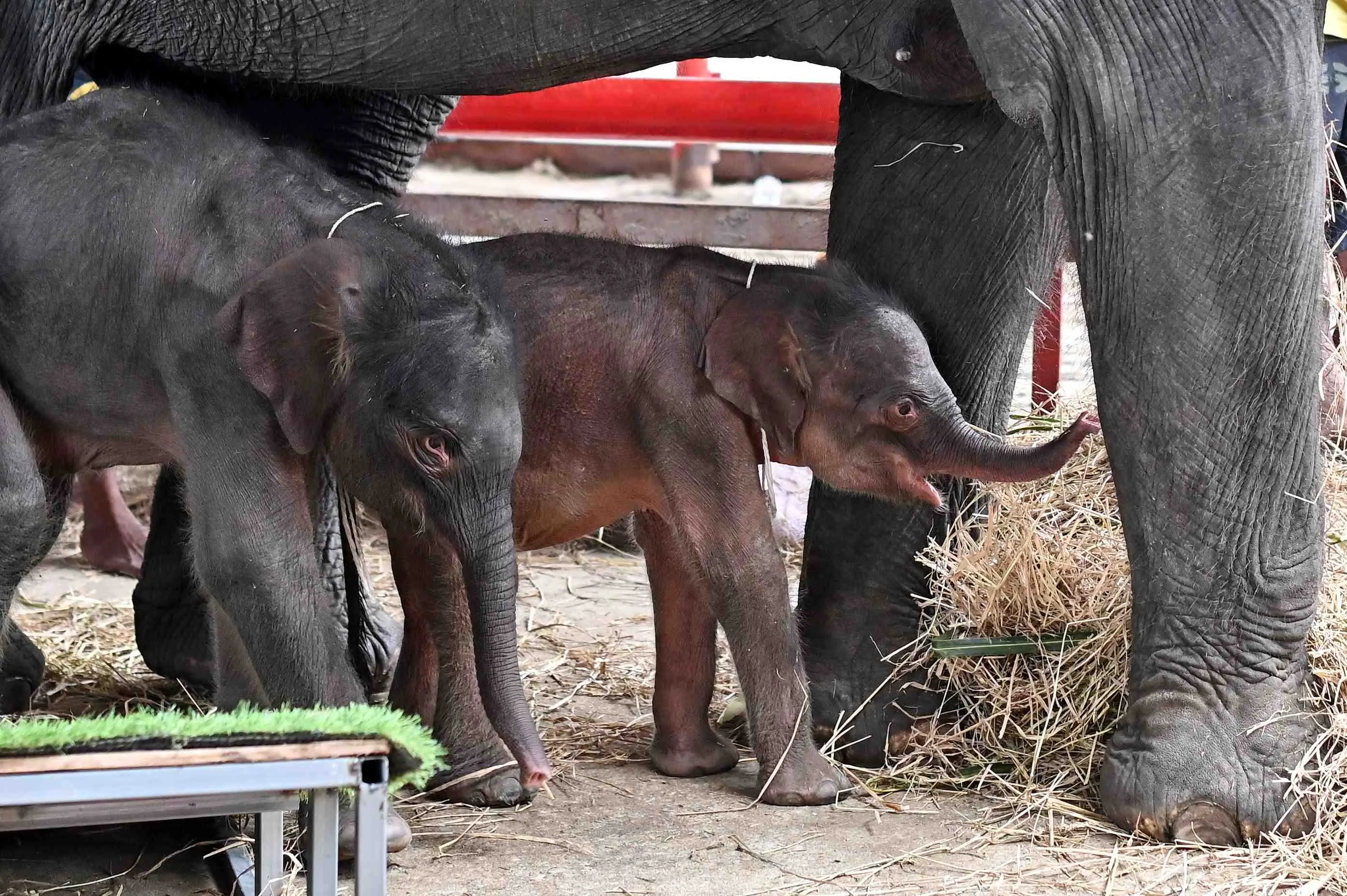 Newborn elephant twins, a female (R) and a male (L), stand next to their mother Jamjuree at the Ayutthaya Elephant Palace and Royal Kraal in Ayutthaya, Thailand | Photo: AFP