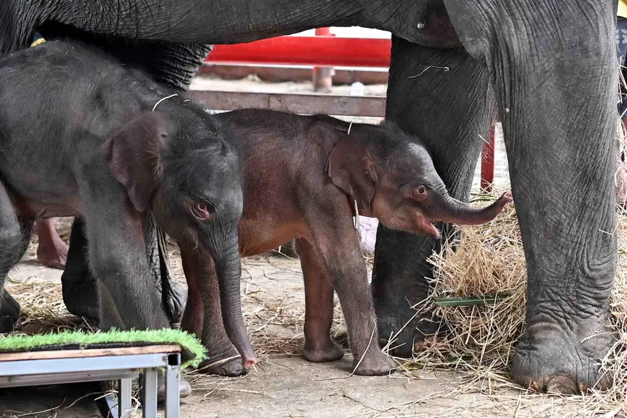 Rare elephant twins born in dramatic delivery in Thailand