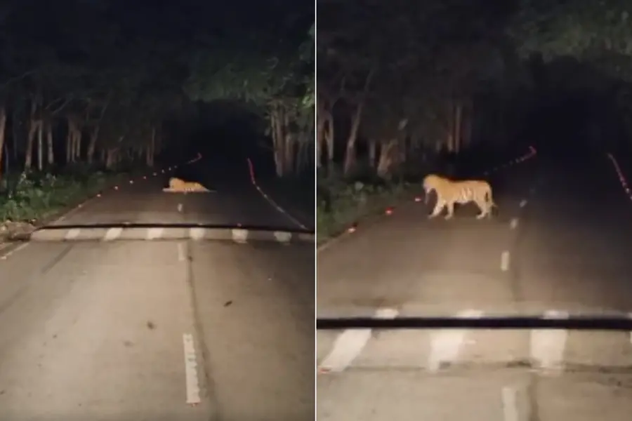 Tiger devours prey in middle of road, blocking KSRTC bus in Bandipur