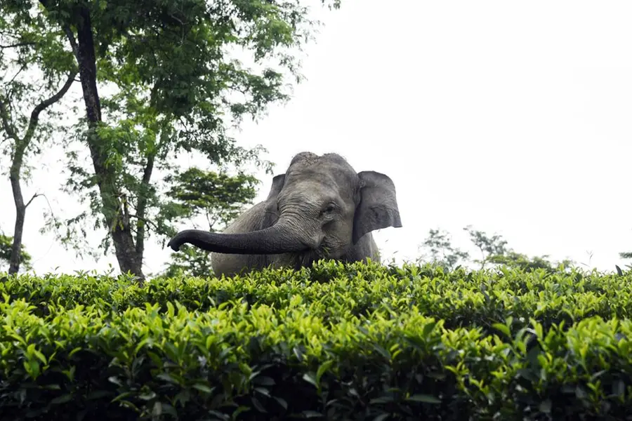 Deadly viruses threaten young elephants in the wild
