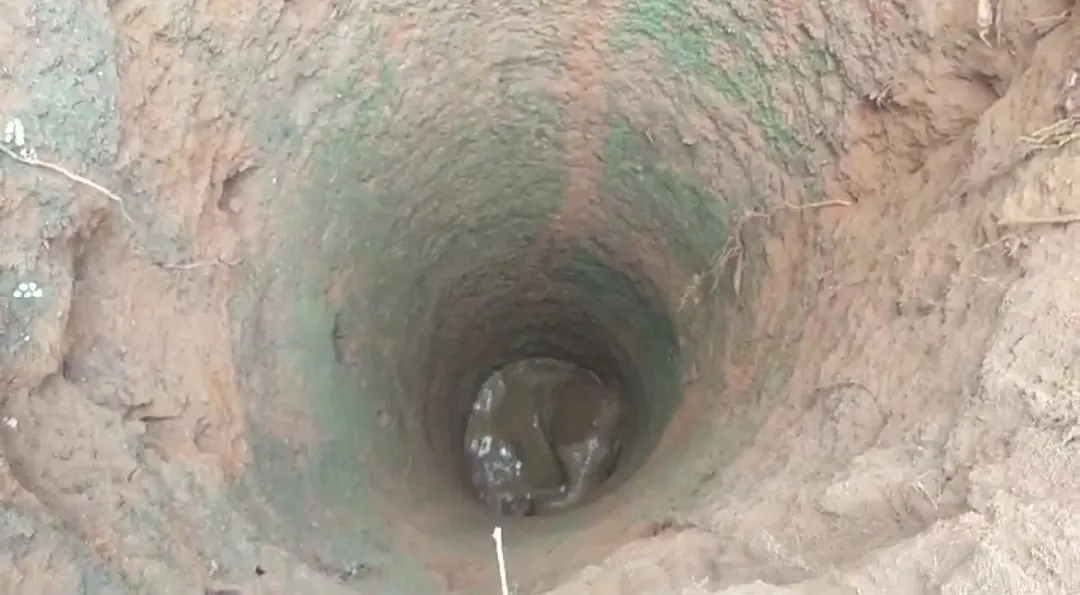 The elephant calf inside the well | Photo: Digital First