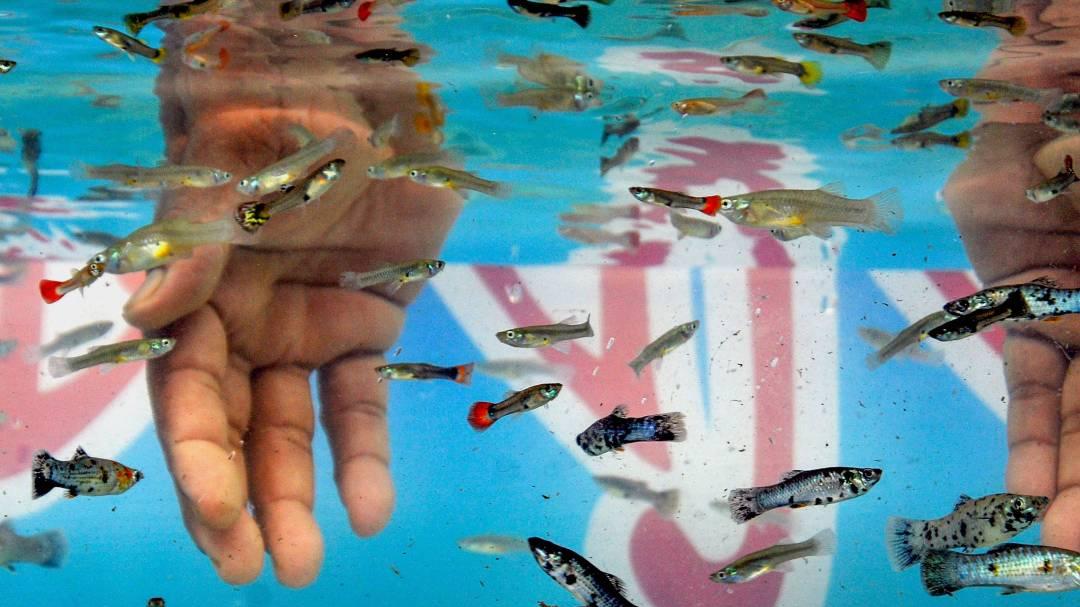 State faces shortage of Guppy Fish used to control mosquitoes ...