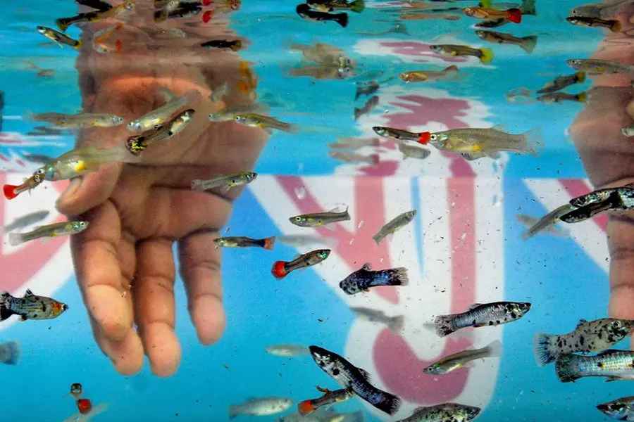 State faces shortage of Guppy Fish used to control mosquitoes