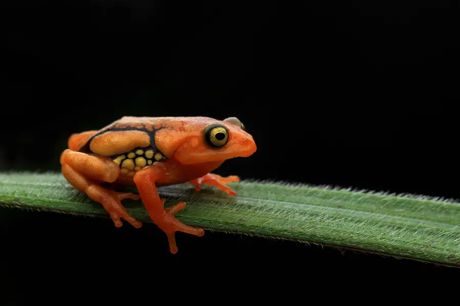 Participate in 'Monsoon Croaks', a citizen science programme by KFRI