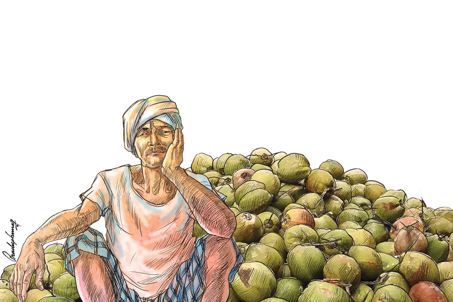 Kerala farmers feel neglected as raw coconut and copra price remain disproportionate