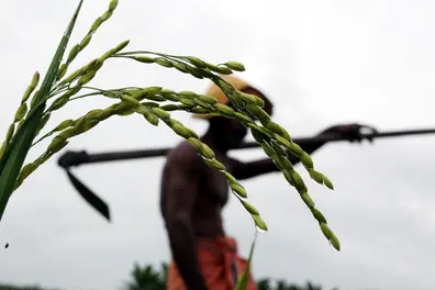 Banks yet to resolve impact of PRS loan arrears on farmers' CIBIL score