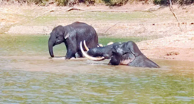 Elephant Padayappa and herd | Photo: Mathrubhumi Archives