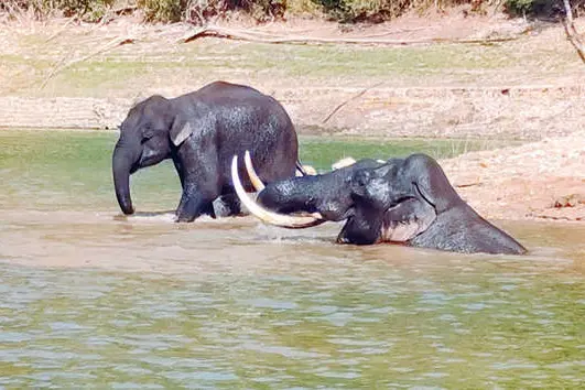 Tusker ‘Padayappa’ breaks into Idukki school
