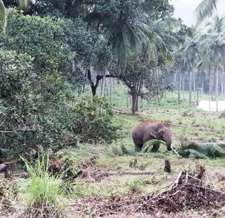 Wild elephant spotted in the farm | Photo: Mathrubhumi