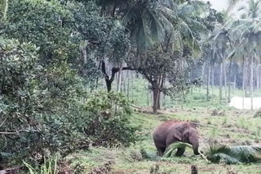 Wild elephants continue to trigger panic in Idukki