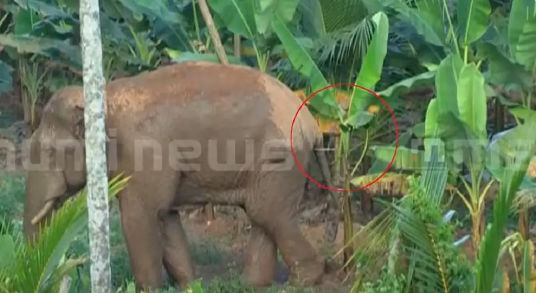 Darted wild jumbo | Photo: Mathrubhumi News