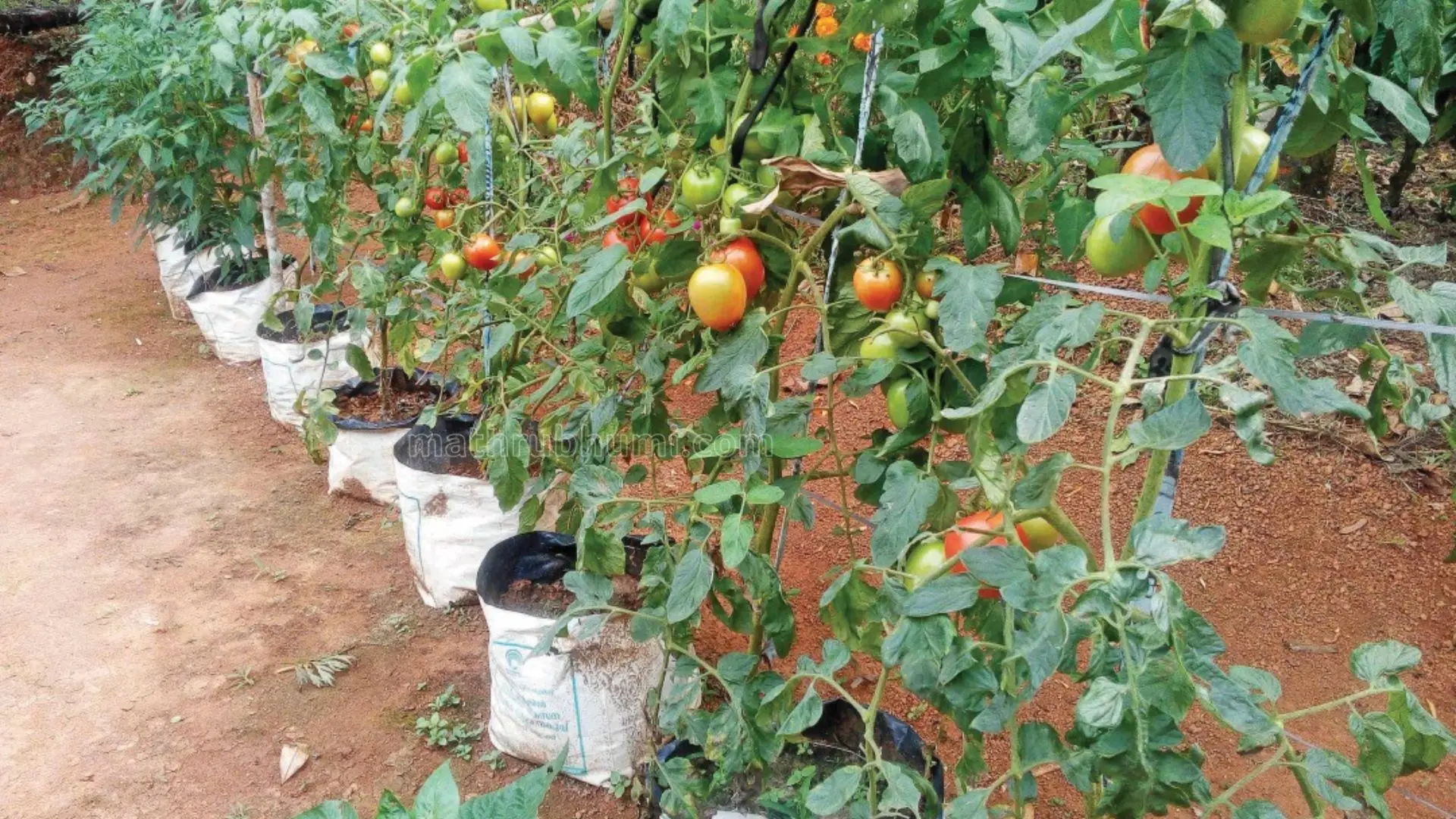 Rrepresentation image of tree saplings | Photo: Mathrubhumi