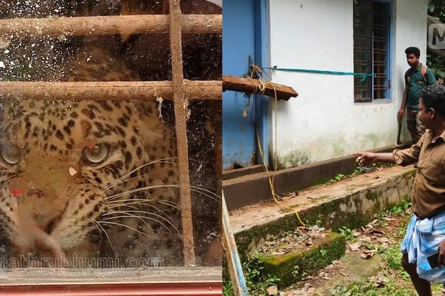 Leopard found trapped in uninhabited house in Gudalur