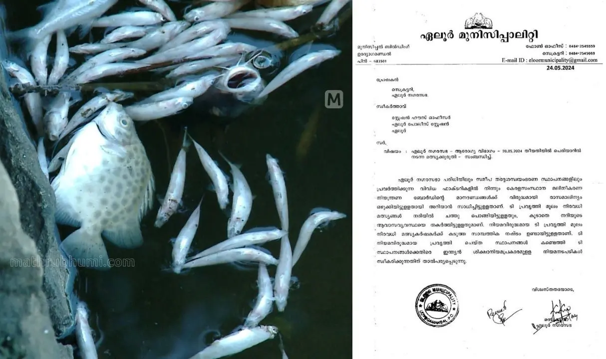 1. Mass fish death Periyar 2. Complaint lodged by Eloor municipality to police | image : mathrubhumi