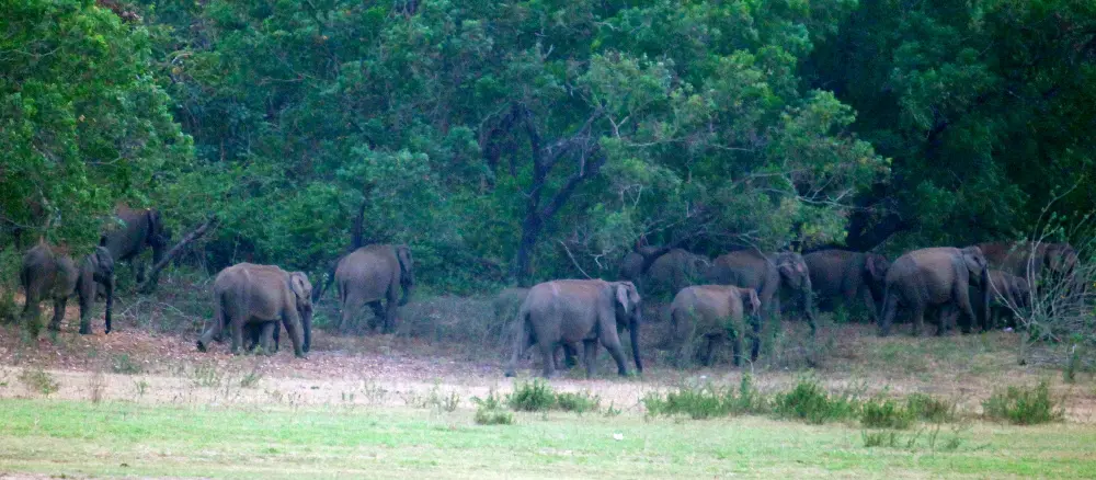 Wild elephants at Malampuzha dam area | Filephoto: Mathrubhumi
