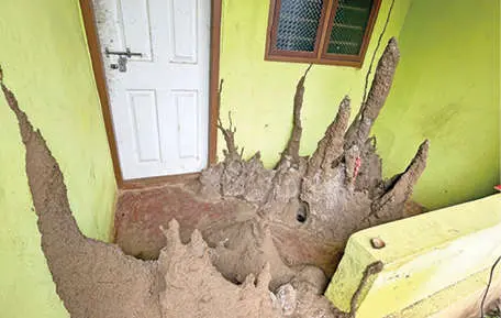 Termites have built complex homes throughout the veranda, hall, and rooms of Bindu's house