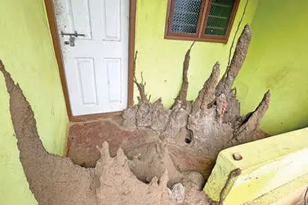 Family moves out as termites conquer their home