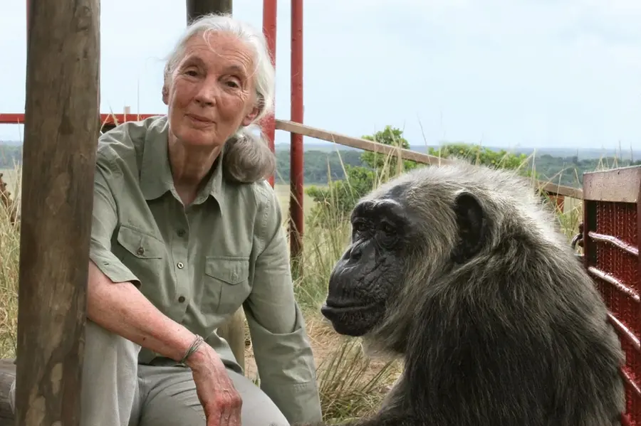 Dr. Jane Goodall: Champion for chimps and conservation