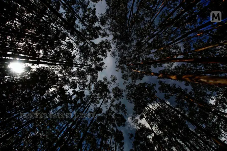 Kerala Forest Department approves eucalyptus cultivation amid water depletion concerns