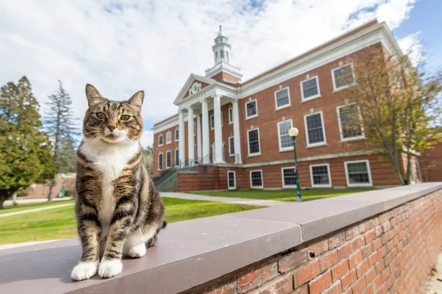 Vermont university bestows honorary 'doctor of litter-ature' degree on cat