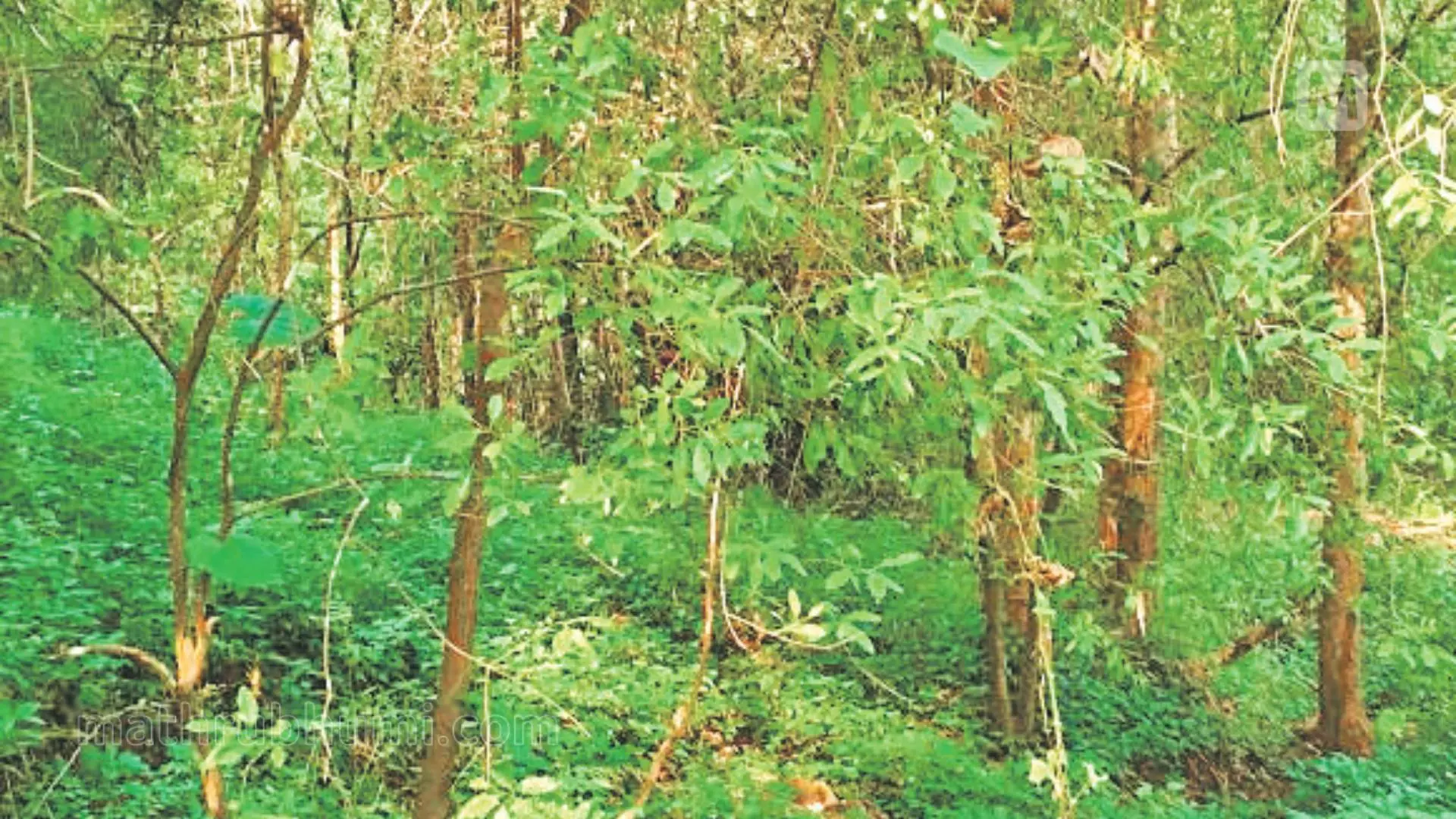 Representational Image | Photo: Mathrubhumi