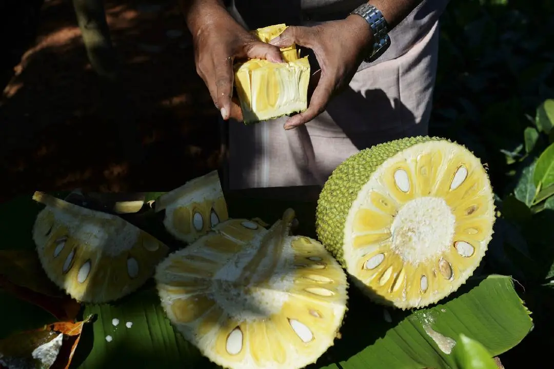 Thrissur jackfruit farm | Photo: AFP/Arun Shankar (file photo)