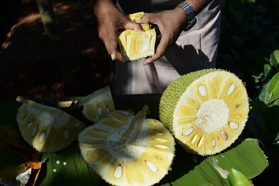 Jackfruits via Vietnam to homeland