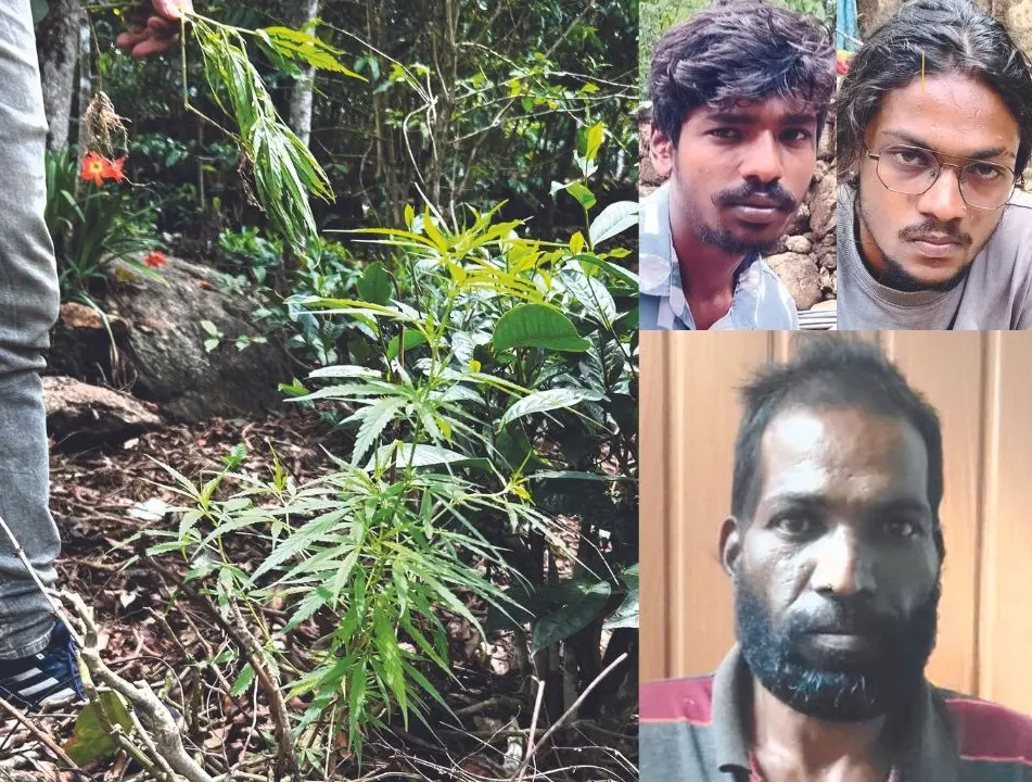 The cannabis plants, Vimal, Vineeth and Vijaykumar