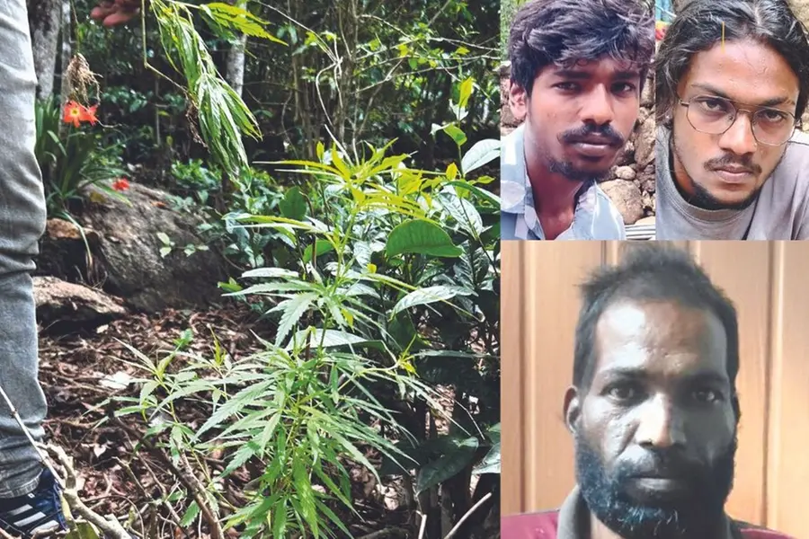 Idukki man, son arrested for planting cannabis plants in homestead