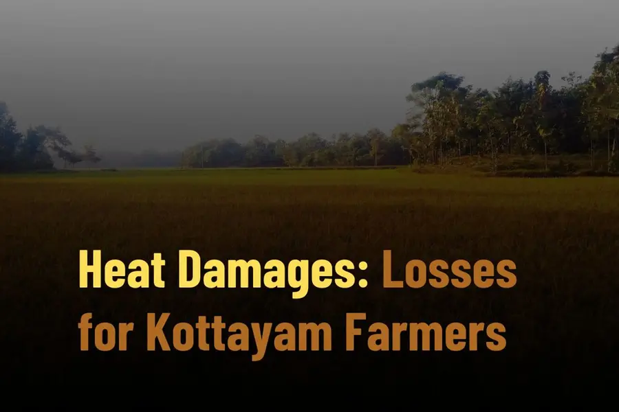 Heat damages paddy crop; Kottayam farmers suffer losses