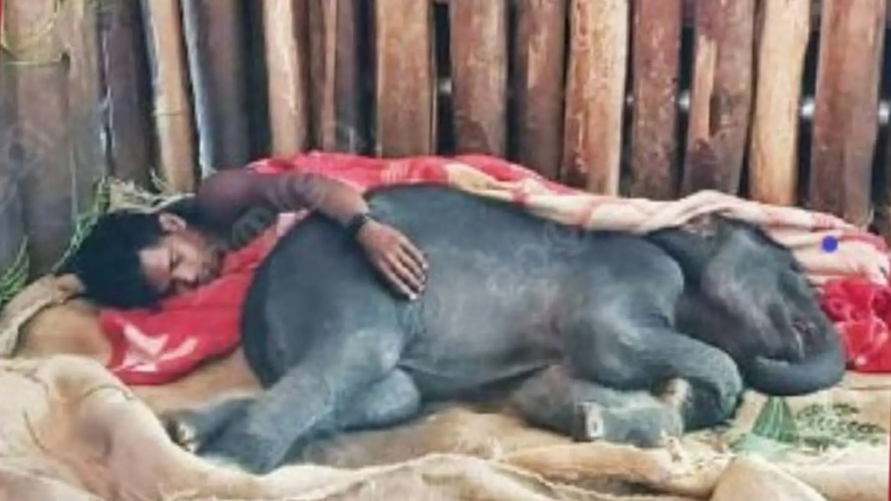 A mahout sleeping with one of the calves at Muthumala elephant camp | Photo: Mathrubhumi