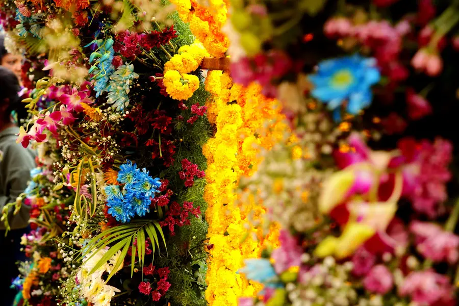 Celebration kicks off in Nilgiris: Ooty Flower Show displays 10 lakh flowers