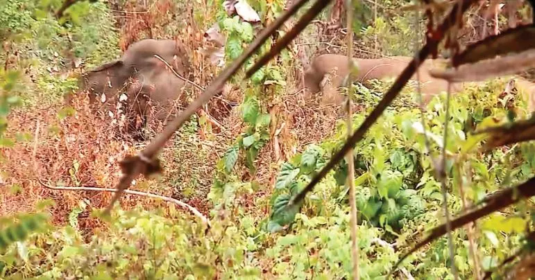 The photograph of wild elephants captured by A V Mukesh