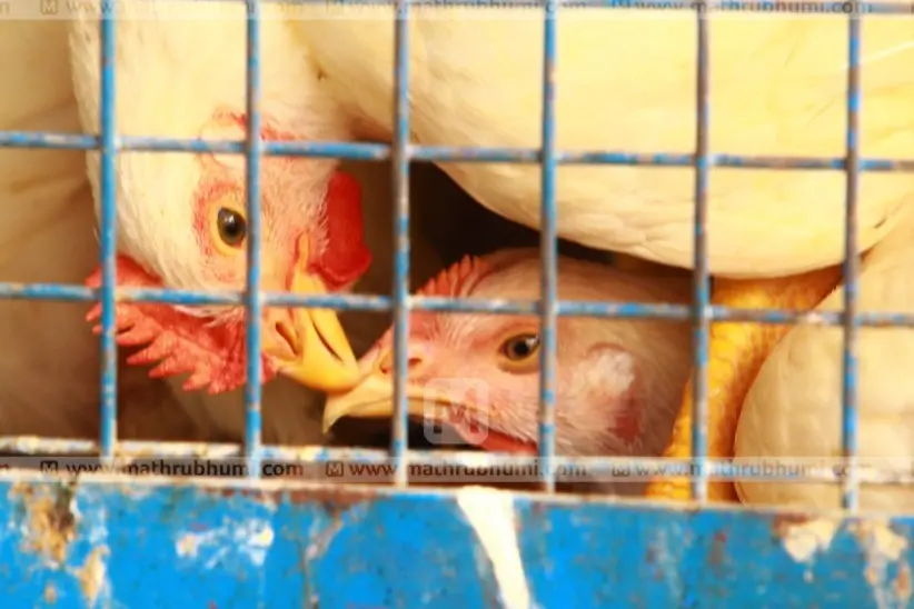 Chickens are sentimental beings, have feelings, a study reveals