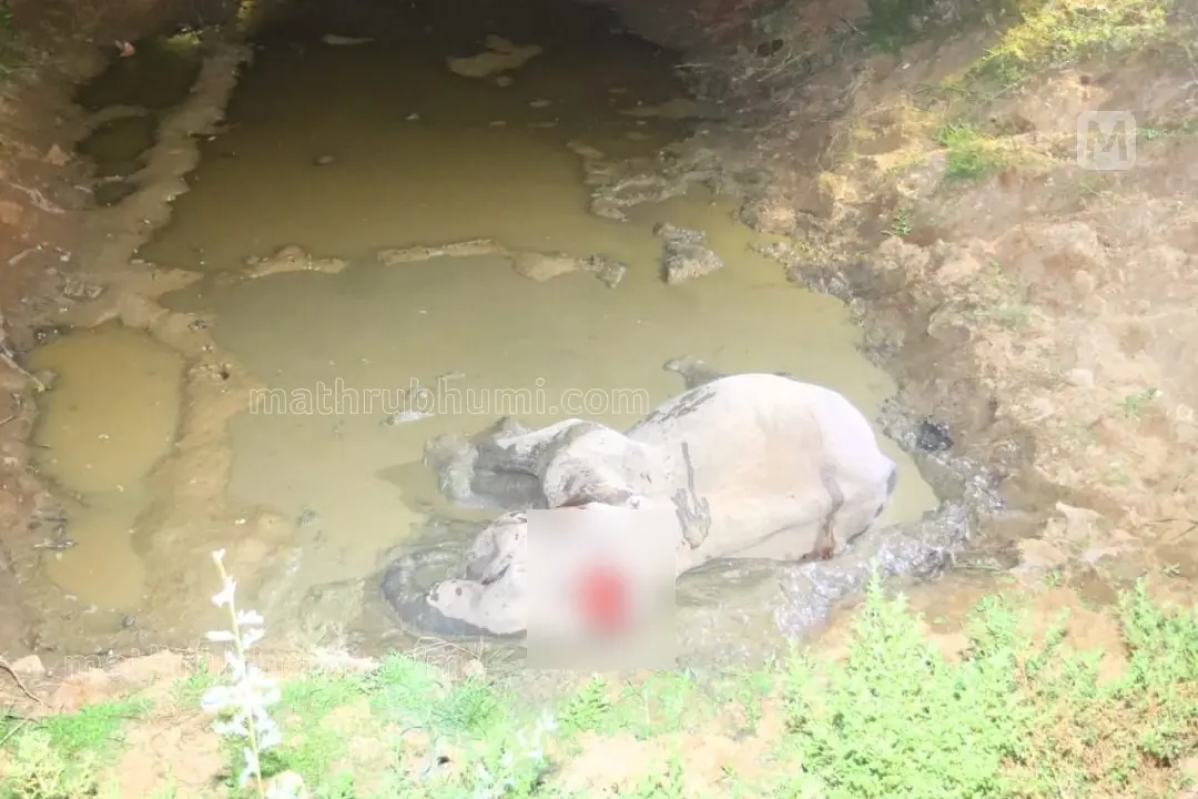 ട്രെയിൻ തട്ടി പരിക്കേറ്റ ആന | ഫോട്ടോ: രതീഷ്‌ പി.പി. / മാതൃഭൂമി