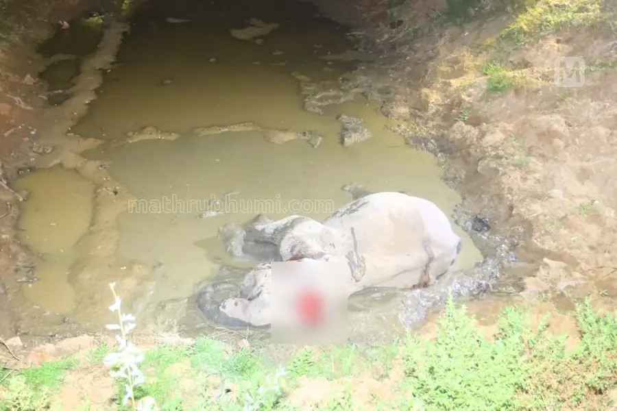 പാലക്കാട് കഞ്ചിക്കോട് ട്രെയിൻ തട്ടി കാട്ടാന ചരിഞ്ഞു | വീഡിയോ