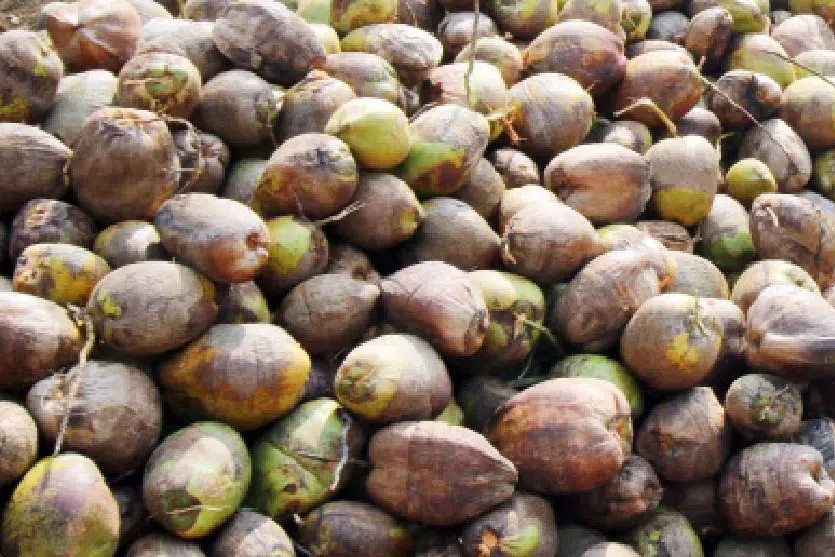 Govt announces coconut procurement from Jan 5