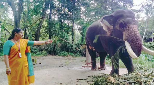 Laiju Mol with the tusker Shankaranarayanan
