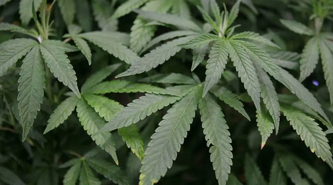 A Marijuana plant | Photo: Justin Sullivan/Getty Images